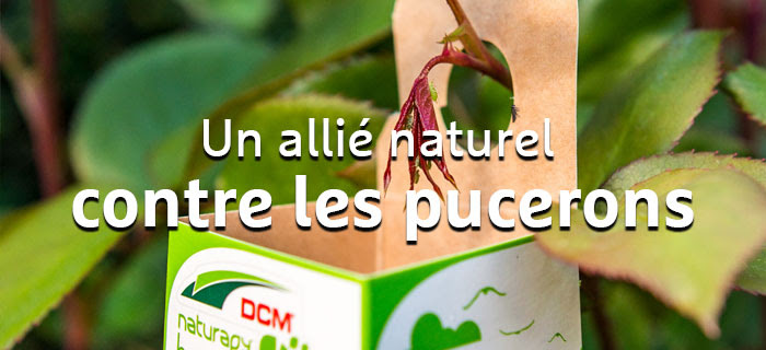 Allié naturel contre pucerons